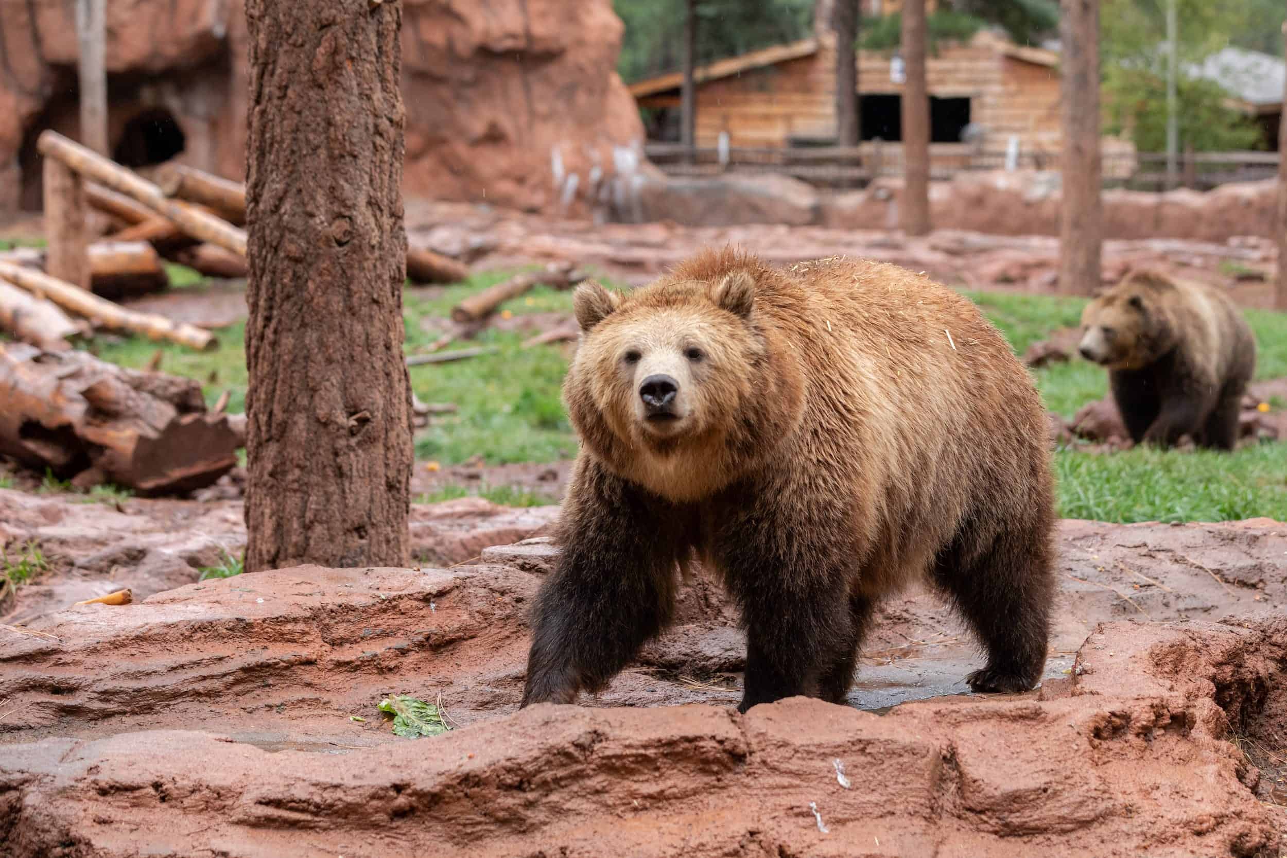 Bearzonia