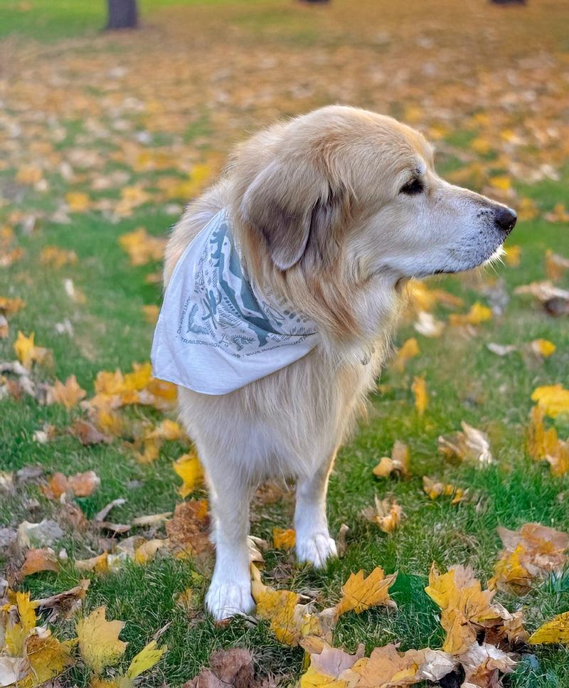 Fetch & Stay