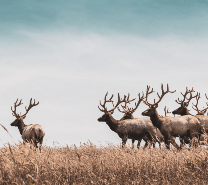 Picture of raindeer in group